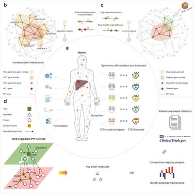Network medicine analysis for dissecting the therapeutic mechanism of consensus TCM formulae in treating hepatocellular carcinoma with different TCM syndromes